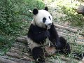 Pandas (024)